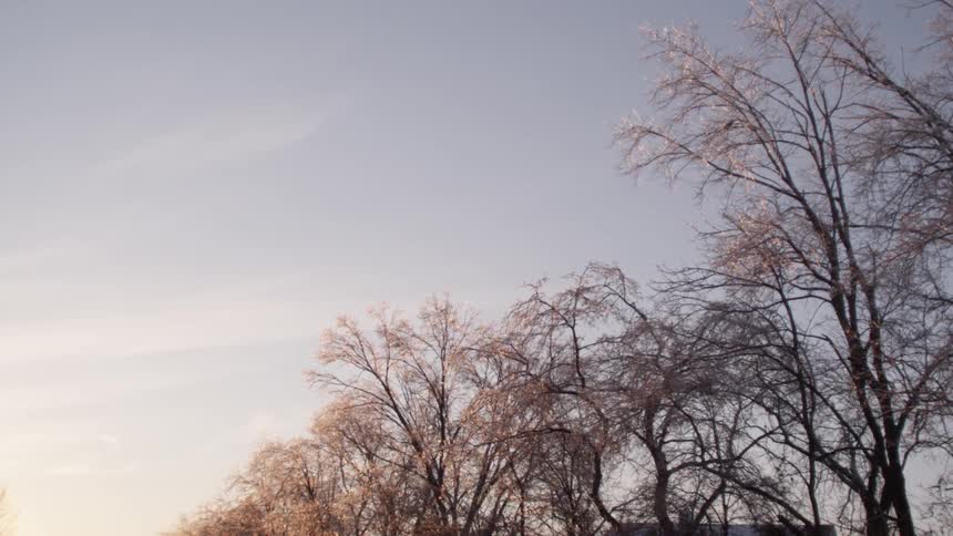 Bare trees set against an overcast sky