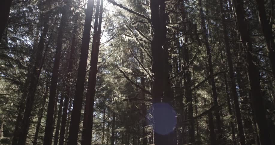 Sunlight eking thru a forest