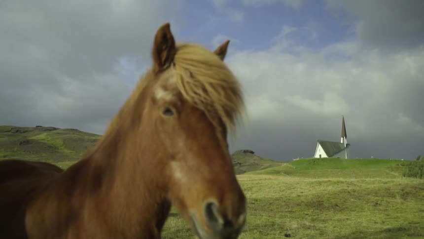 Brown horses standing in a green pasture