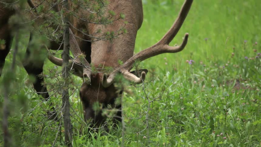 A deer grazes on grass in the wilderness