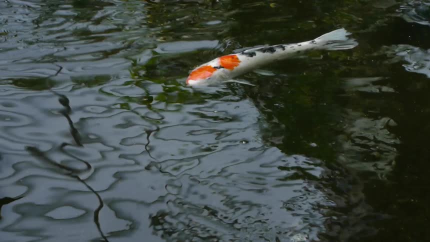 A fish swimming in a pond