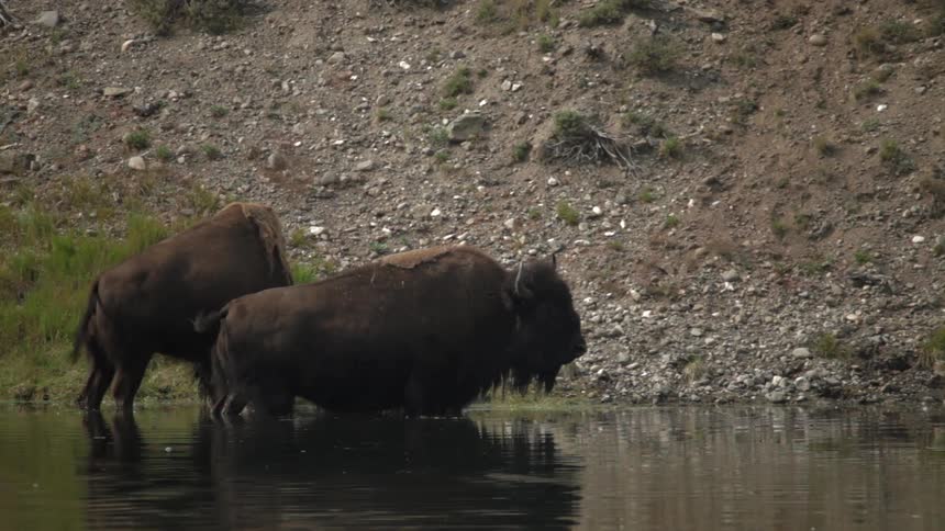 Two buffaloes standing in a river
