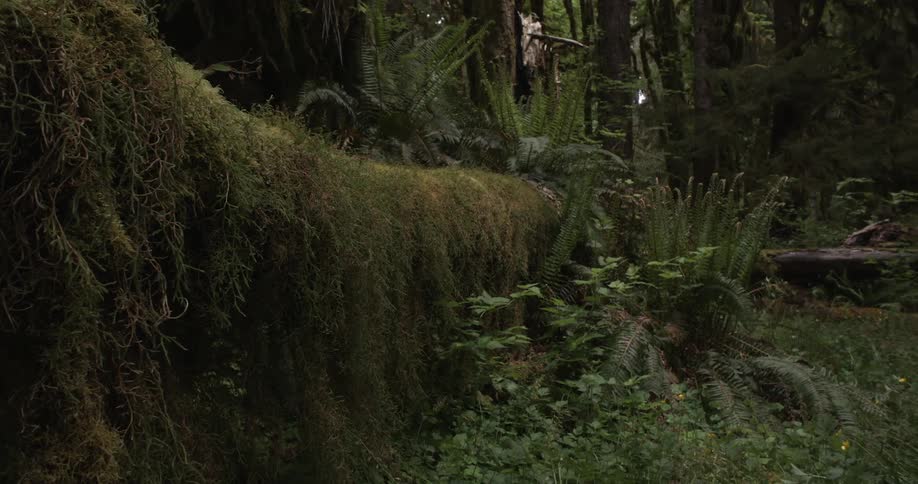 A mossy old forest