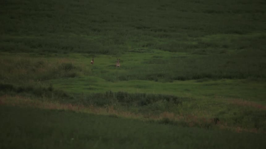 Deer prancing in the grasslands