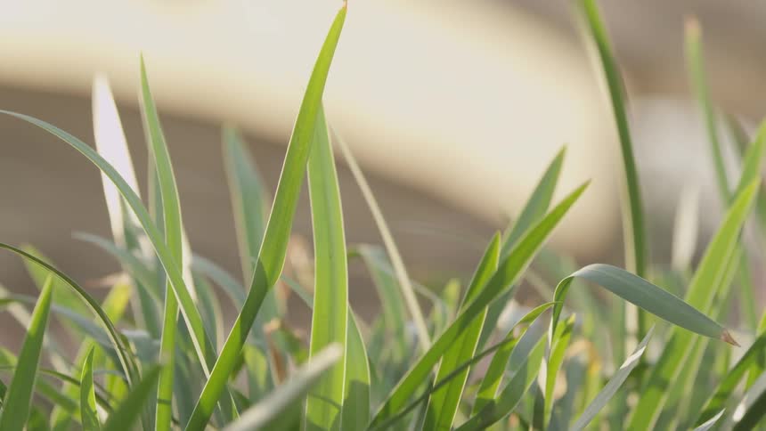 A closeup view of the grass blades waving a the wind