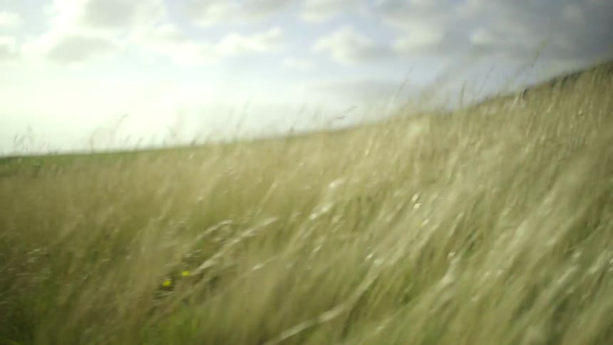 Panning through the grass at ground level in a vast rolling field with two small white buildings in the background