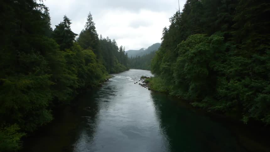 A river runs through a forest