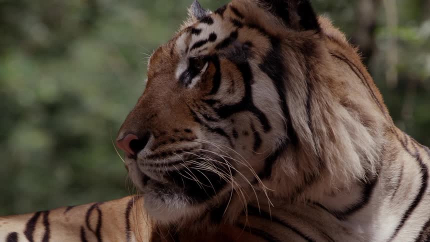 A tiger laying down in the shade