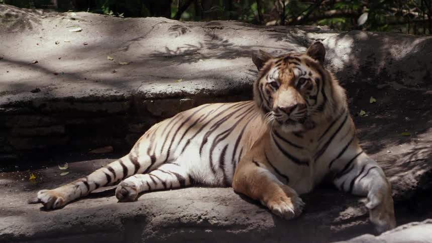 Tiger lounges on some rocks in the shade