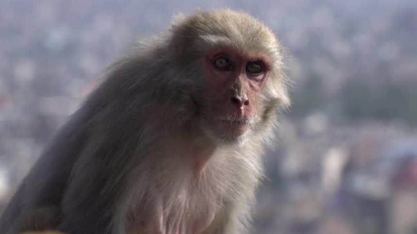 A monkey looking around