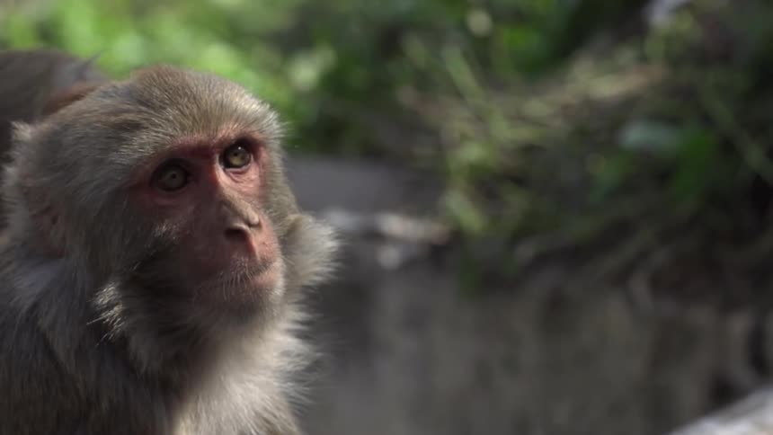 A group of monkeys sitting around