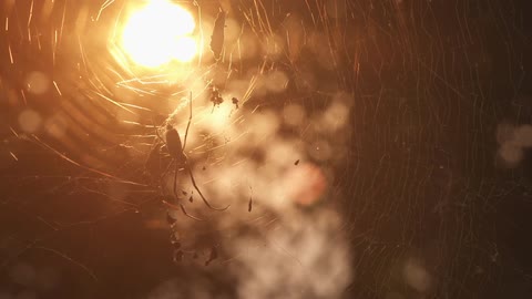 Close up of a spider in a web at sunset