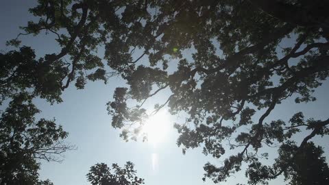 Looking up at the leaves of a tree