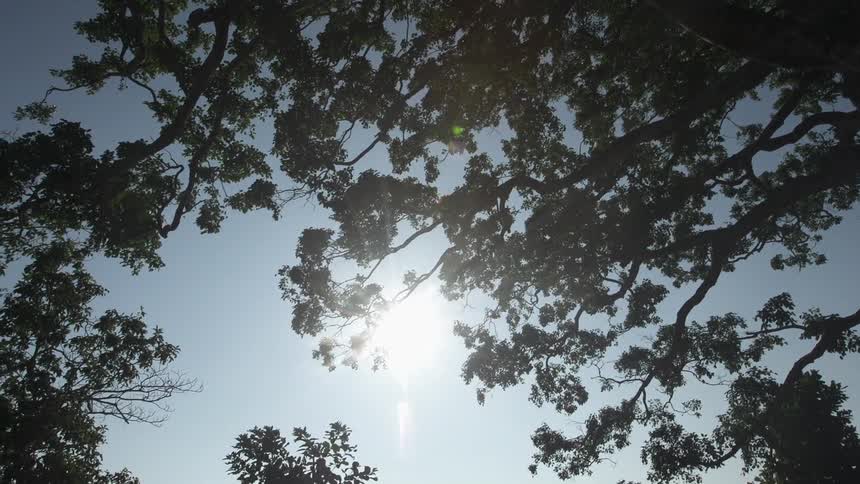 Looking up at the leaves of a tree