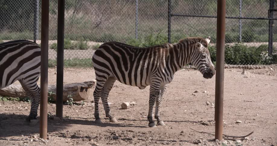Two zebra standing in a barren, chain link enclosure
