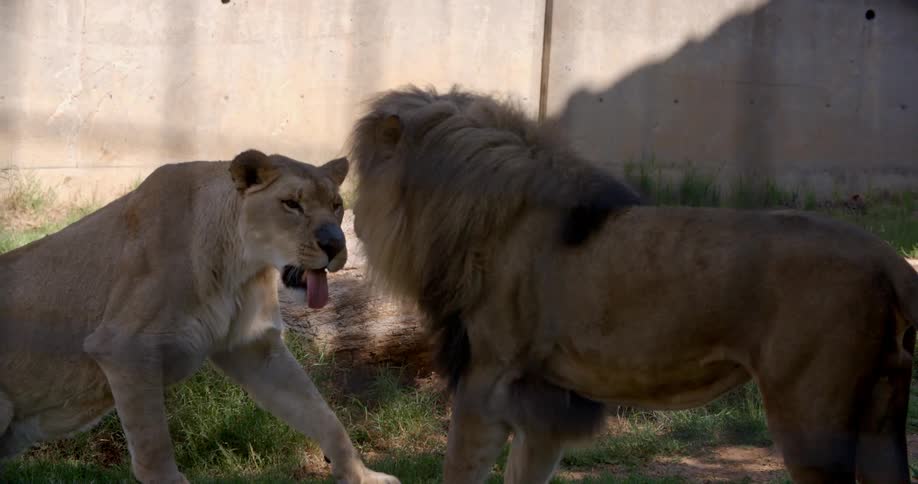 A male lion walking around