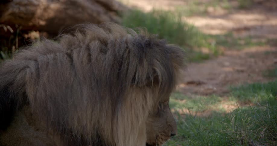 A lion paws its nose