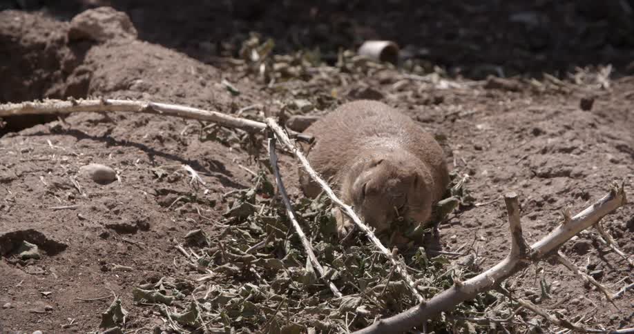 An animal eating some leaves