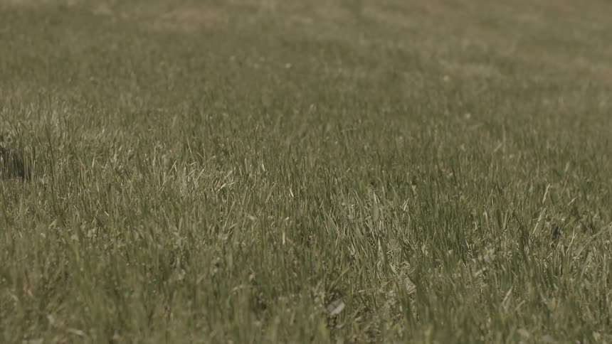 A person running in the grass