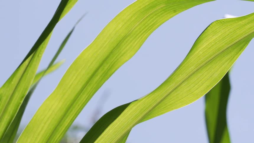 Bright green leaves in the wind against a blue sky