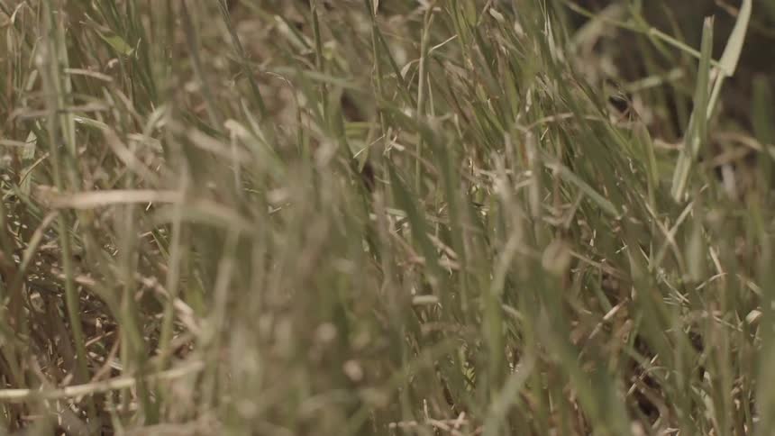 A person touching the grass