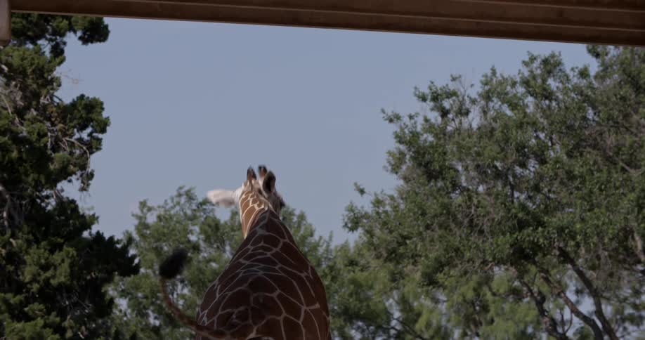 A giraffe stands among trees