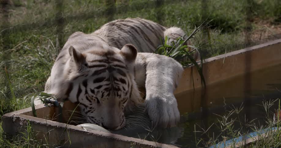 A tiger laying down in the sun