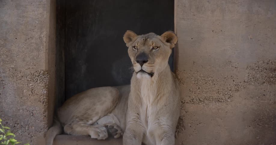 An alert female lion lies in a doorway of a concrete structure