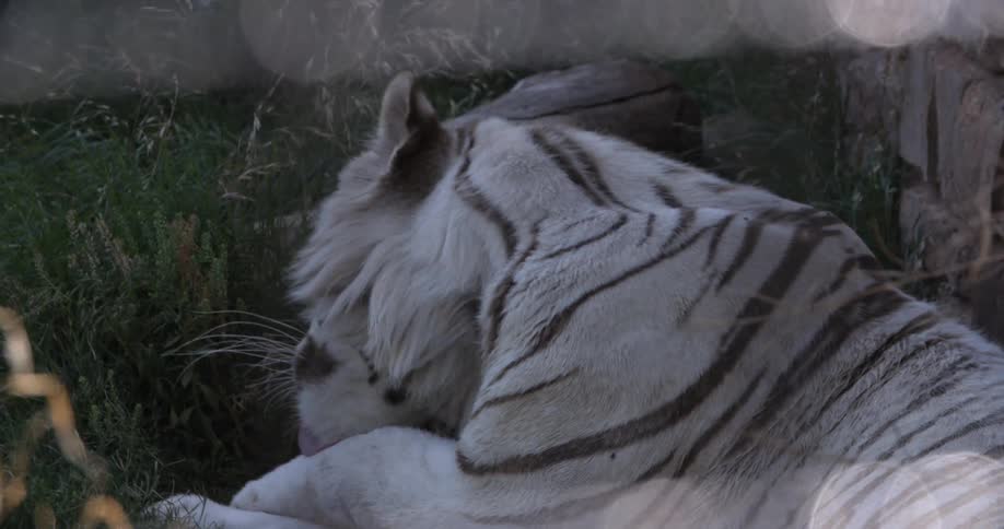 White tiger grooming itself while lying on some grass