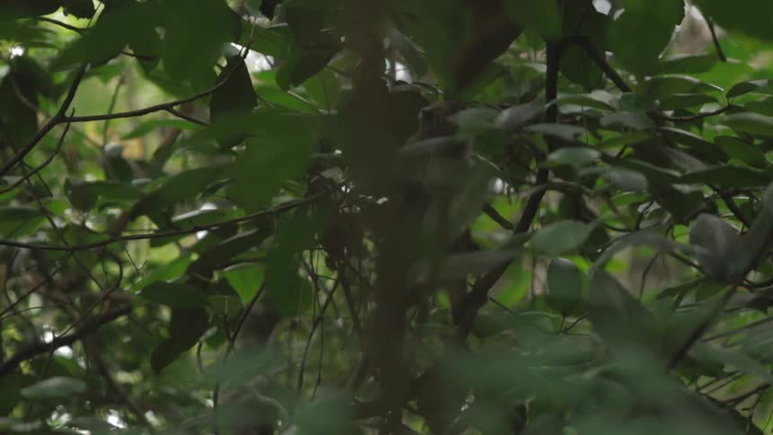A monkey sitting in a tree