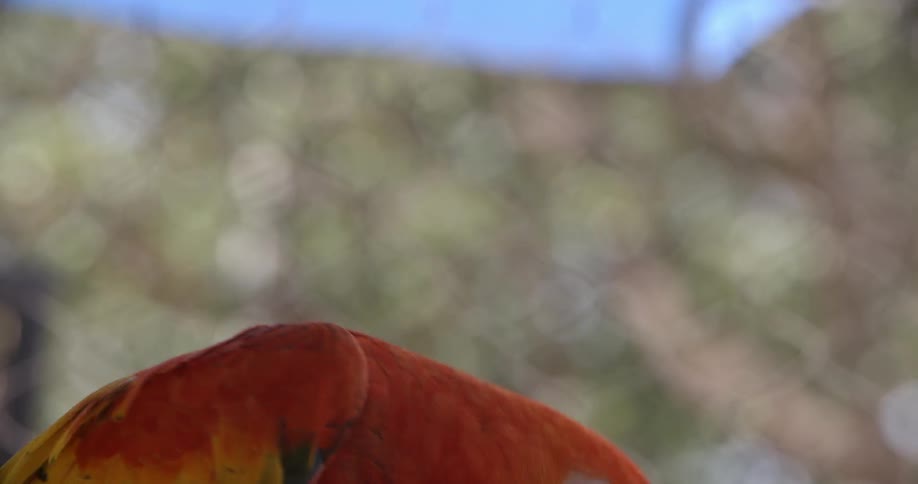 A colorful parrot