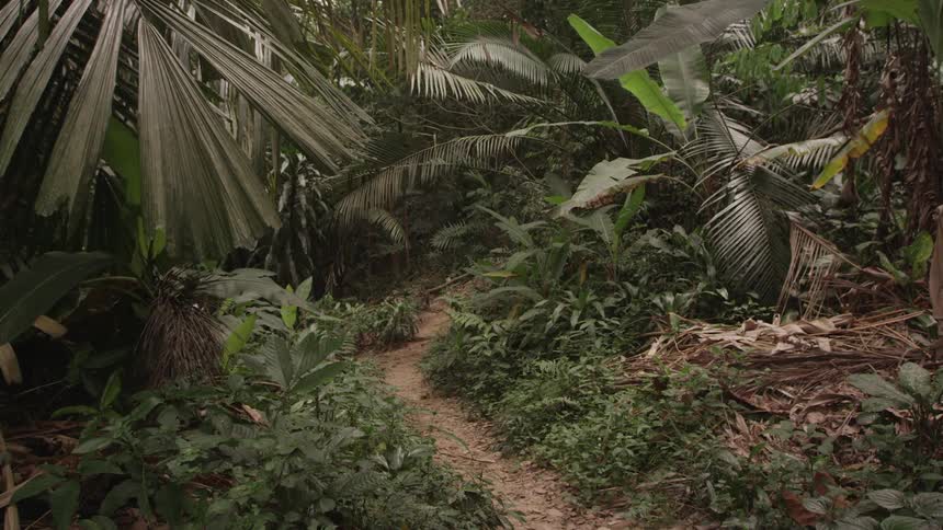 A jungle floor