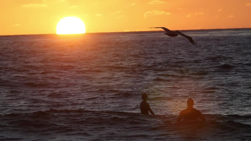 Surfers float in the ocean at sunset