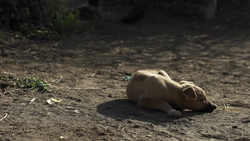 Small dog sleeping in the dirt