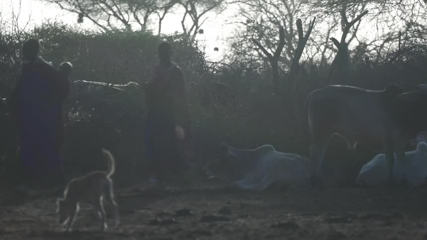 People walking past some animals