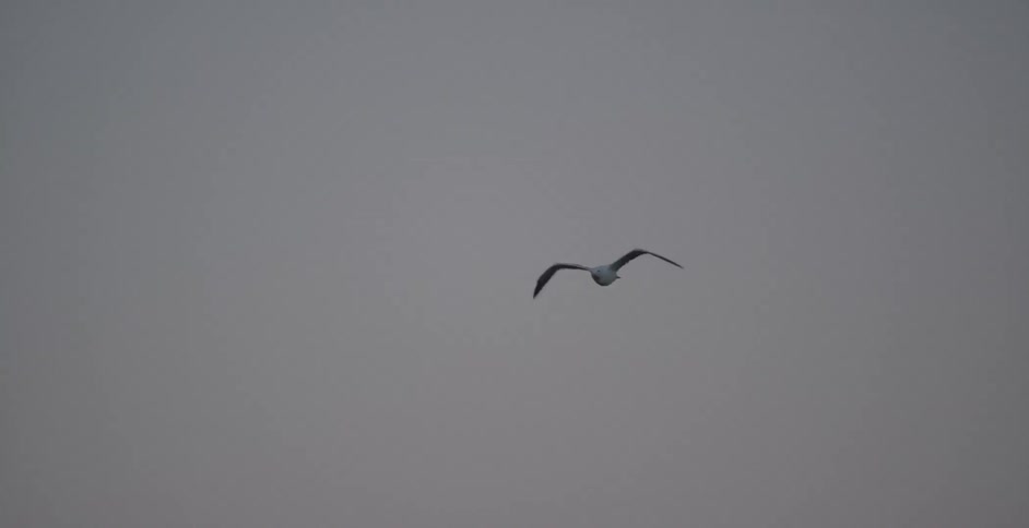 A bird flying in the sky