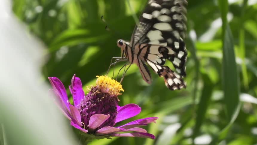 Butterfly standing on a flower, then flying away