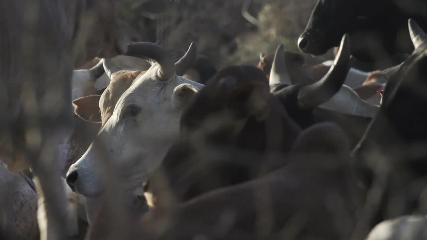 A herd of horned cattle rest together