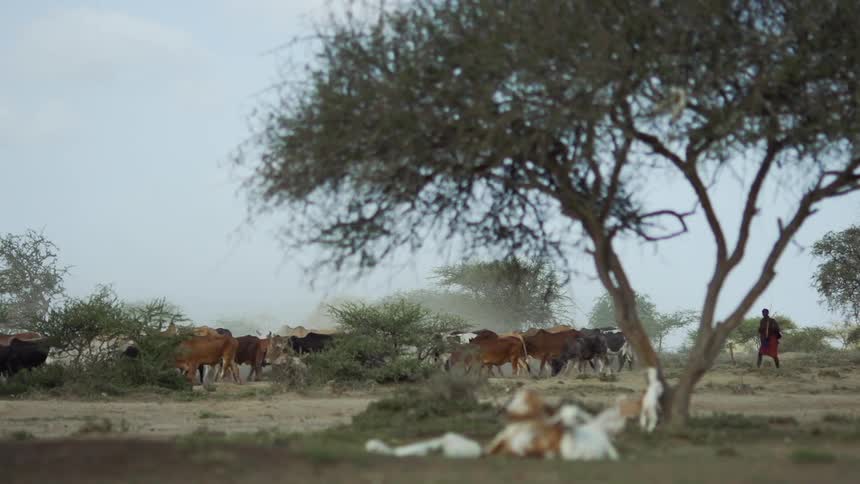 A herd of cattle walking past
