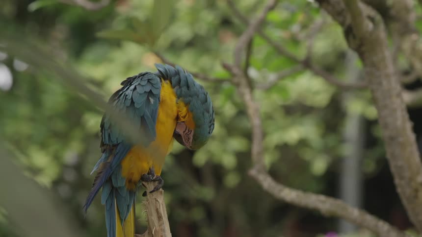 A macaw perched on a branch