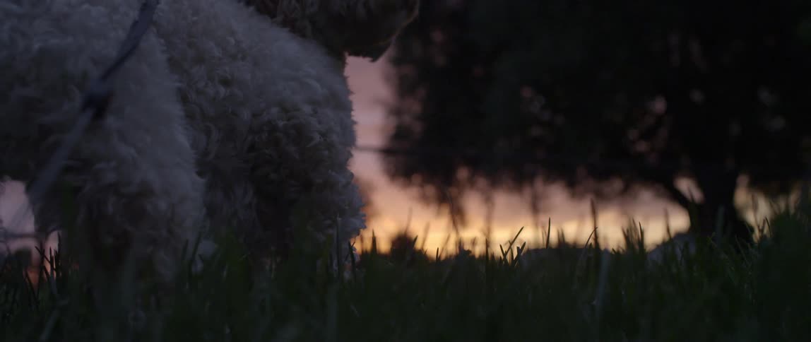 A small white dog wearing a leash standing in the grass near a large tree at sunset