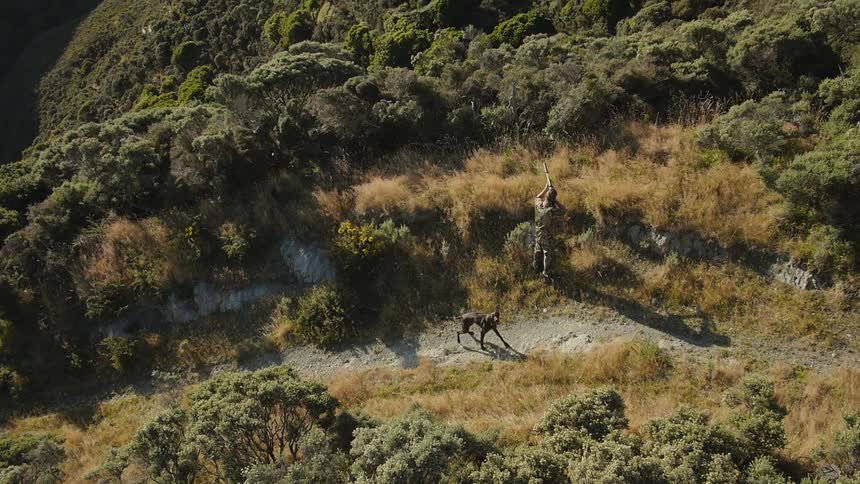 Aerial view of an animal walking