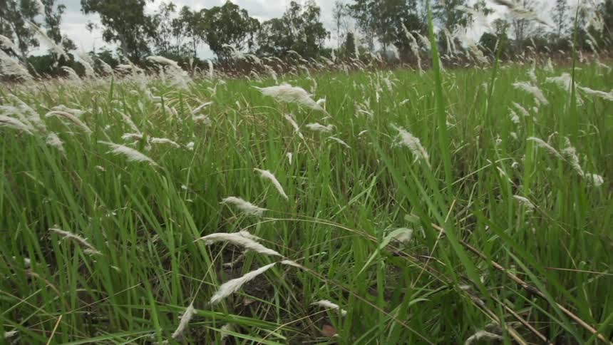 A breeze rustles grass in a field