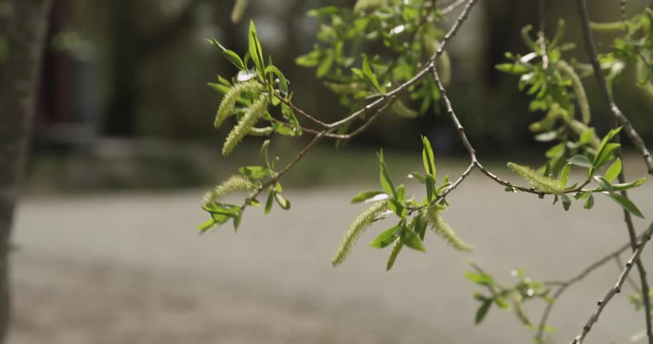 Leaves blowing in the wind