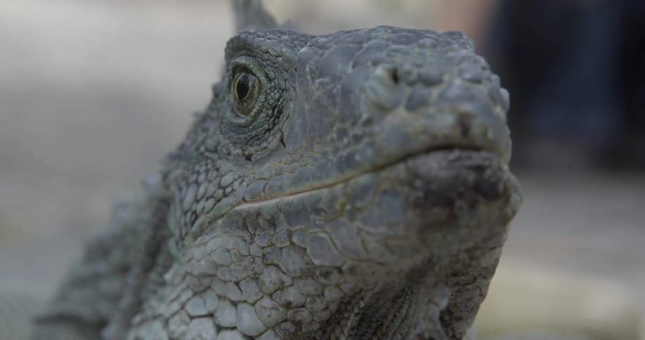 A close-up view of a lizard's face
