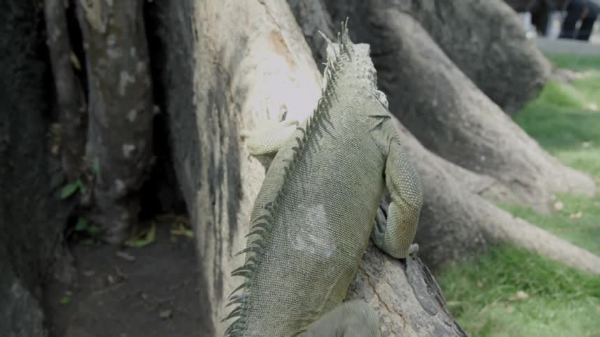 An iguana climbs on tree roots
