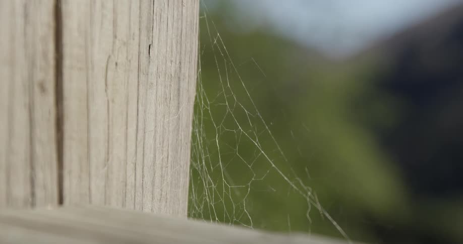 A spiderweb on a fence post