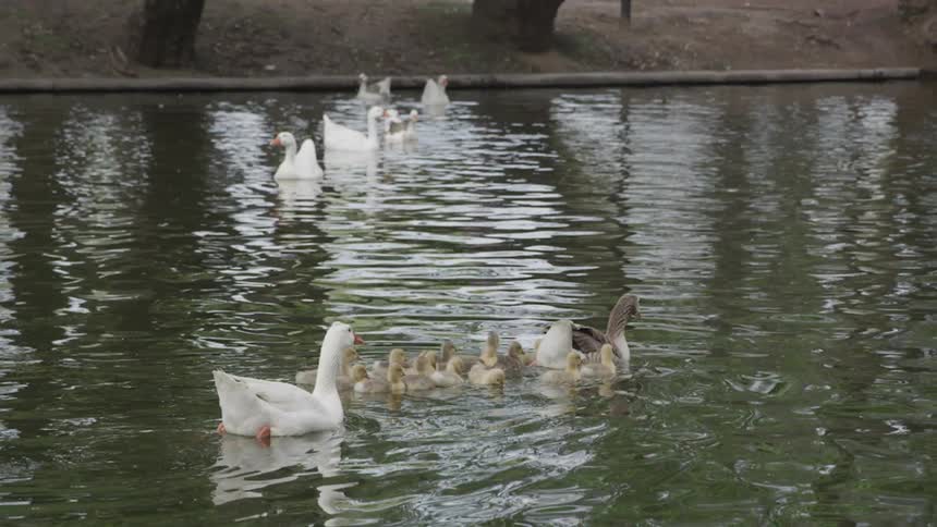 A pond filled with ducks