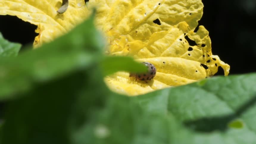 A ladybug walks on a yellow flower