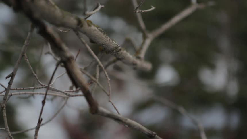 Bare branches blowing in the wind